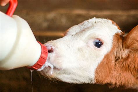 How Milk Reduction At Weaning Affects Dairy Calves Dairy Global