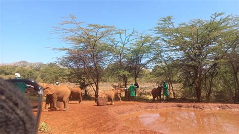 Half Day Baby Elephant Orphanage Giraffe Center Guided Tour GetYourGuide