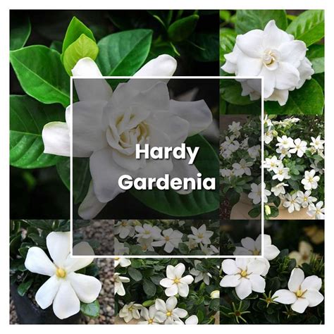 How To Grow Hardy Gardenia Plant Care And Tips Norwichgardener