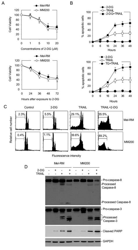 2 DG Sensitizes Melanoma Cells To TRAIL Induced Apoptosis A 2 DG