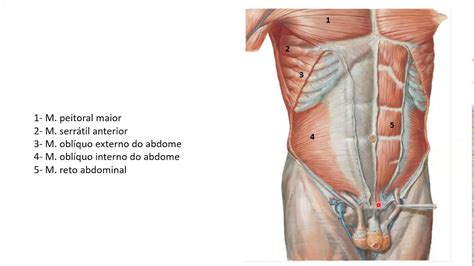 Músculos do tórax abdome e dorso YouTube