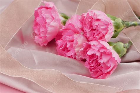 Mother S Day Carnation Flower Photography Picture Background Mother S