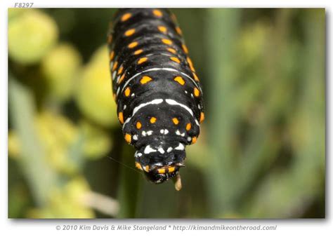 Papilio polyxenes coloro (immatures)