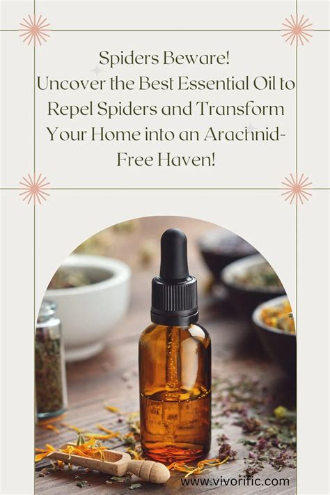 Spiders Beware Uncover The Best Essential Oil To Repel Spiders And