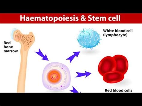 Hematopoiesis Youtube