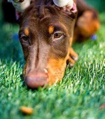 38 best images about Red Doberman Pinscher on Pinterest | Beautiful ...