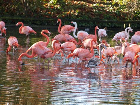 Chester Zoo Flamingos Nigel Swales Flickr