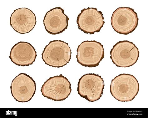 Tree Trunks Wood Cut Forest Tree Stump Log Cross Section Pattern