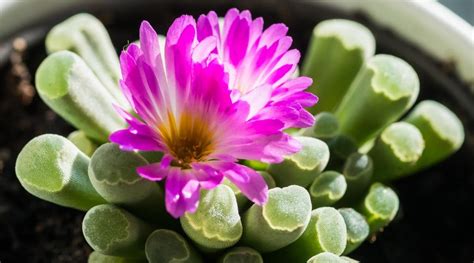 Indoor Flowering Succulents