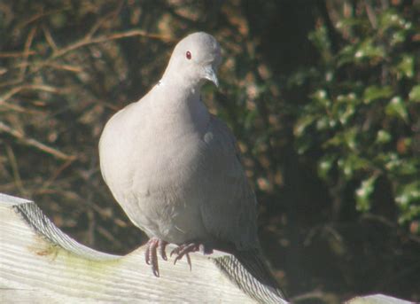 A Bird For All Seasons Doves Rule Belfast Local Group