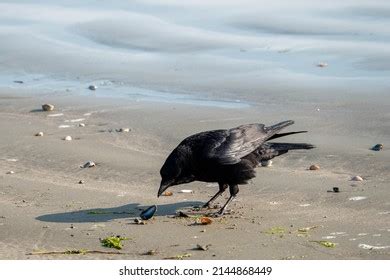 2,708 Carrion eating bird Images, Stock Photos & Vectors | Shutterstock