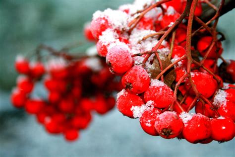 Free Images Branch Fruit Berry Flower Food Red Produce Closeup