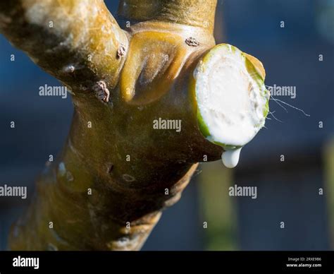 Toxic Milky White Sap Dripping From A Freshly Pruned Plumeria Or