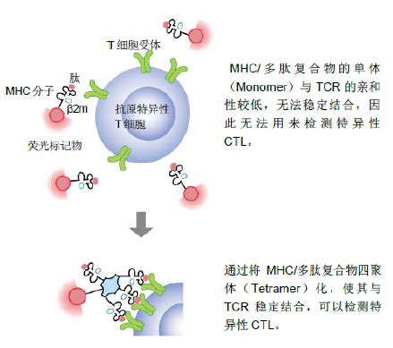 直接特异性检测抗原特异性T细胞的试剂 MBL之MHC 四聚体