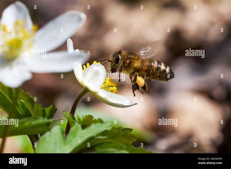 Bee Western Honey Bee Apis Mellifera Flying With Filled Pollen