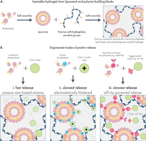 Injectable Liposome Based Supramolecular Hydrogels For The Programmable