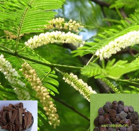 Acacia Catechu Tree Seed Cutch Tree Betel-Nut Palm | Etsy