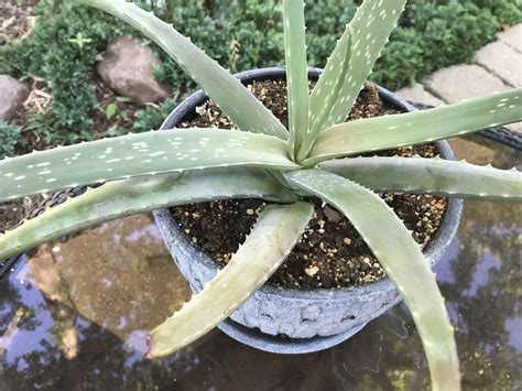 Why Is My Aloe Plant Drooping 12 Reasons And Fixes Grow Your Yard