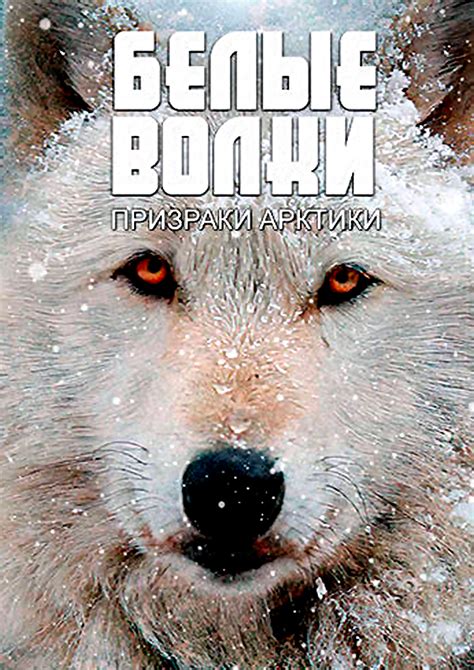 Белые волки призраки Арктики White Wolves Ghosts of the Arctic