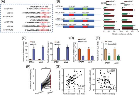 Mir Targets Mtor Utr And Significantly Inhibits Its Expression