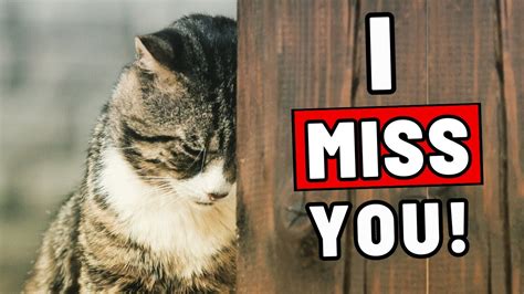 13 Heartbreaking Ways Your Cat Shows They Ve Missed You Even If You Think They Didn T Youtube