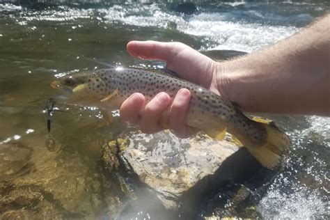 Spinner Fishing For Trout Tips And Techniques