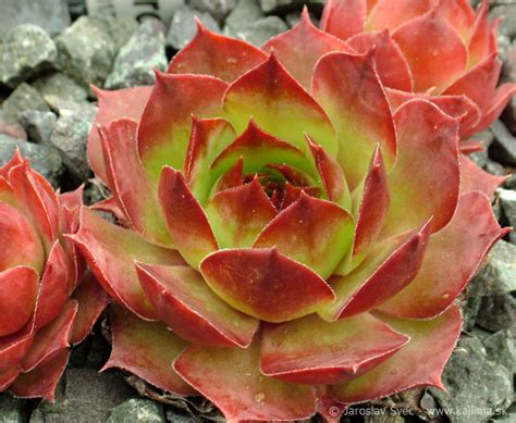 Sempervivum Seerosenstern Kallima Alpines All