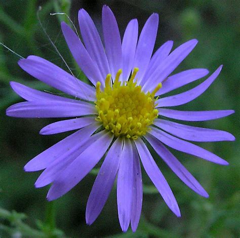 Aster flower specs pictures - Flowers Gallery