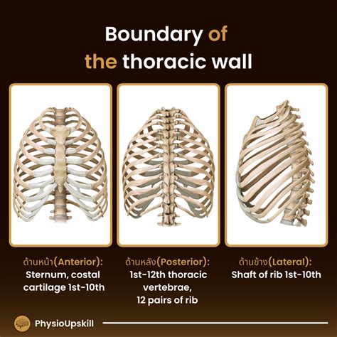 Episode Kinesiology Of Thoracic Spine Anatomy Of The Thoracic