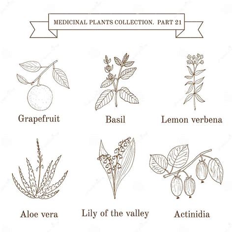 Vintage Collection Of Hand Drawn Medical Herbs And Plants Stock Vector Illustration Of Health