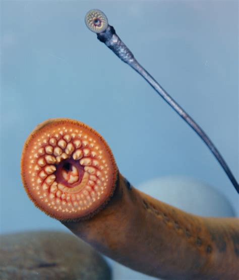 Fossil Lamprey Larvae Overturn Theory Of Vertebrate Origins Zoology