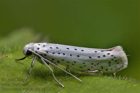 Bird cherry ermine Priadzovec čremchový Yponomeuta evonymella