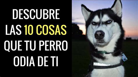 Descubre Las Cosas Que Tu Perro Odia De Ti Blog Sobre Perros