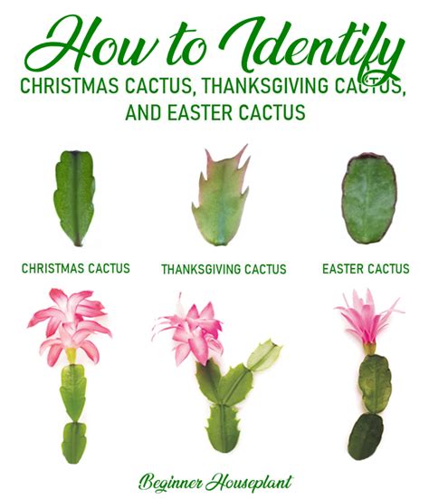 How To Make A Christmas Cactus Bloom Beginner Houseplant