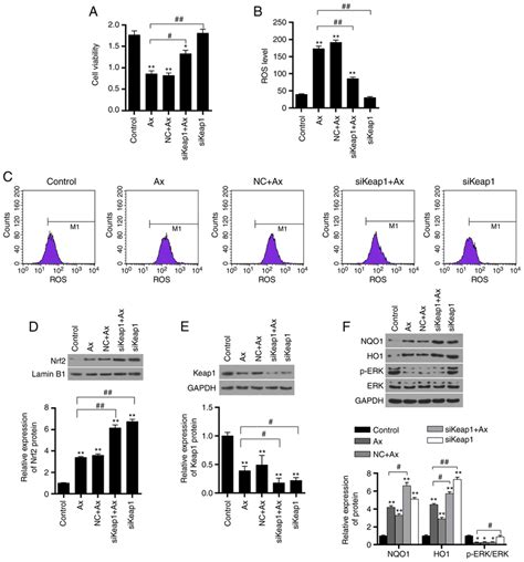 Effect Of Silencing Keap1 On The Cell Viability Ros Level And Protein Download Scientific