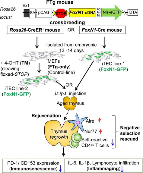 Thymic Rejuvenation Via Induced Thymic Epithelial Cells Itecs From