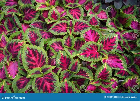 Planta Roxa Cor De Rosa E Verde Bonita Do Coleus Da Borda Foto De