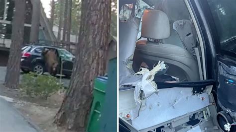 Bear Traps Itself In California Residents Car Deputies Step In Be