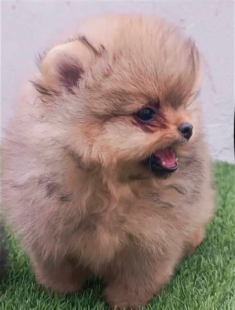 Cachorros Pomeranos En Venta Pomeranias Mx Mexico