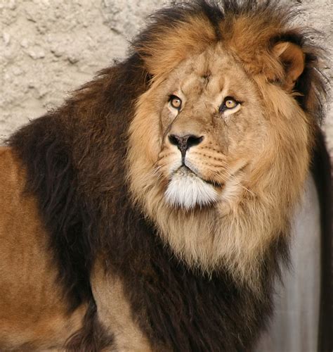lion