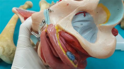 Juncturae Cinguli Pelvici Art Sacroiliaca Sakroiliak Eklem Anatomisi