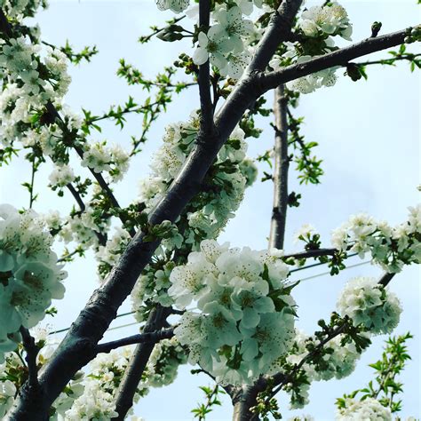 Patch Landscaping | Chicago IL