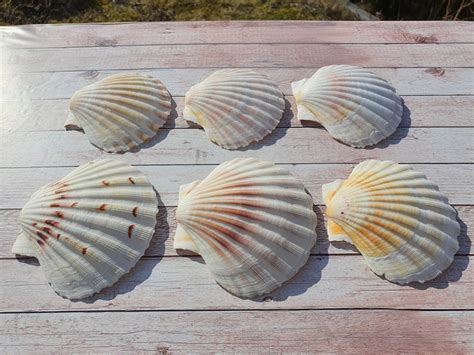 Scallop Shells Large Uk Washed White Natural Scallop Shell Etsy