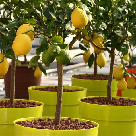 Dwarf Lemon Tree