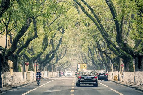 The Road In Nanjing Picture And HD Photos | Free Download On Lovepik