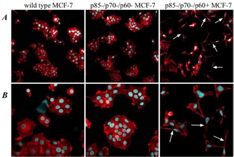 Fluorescence Microscopy Of Mcf 7 Cell Lines Obtained After Editing The Download Scientific