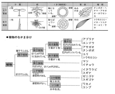 理科のコツ植物の分類 中学受験 理科の個別指導 受験理科専門塾しゅん吉クエスト