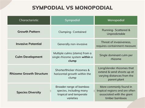 Harvesting Opportunity The Power Of Sympodial Bamboo In Culture And