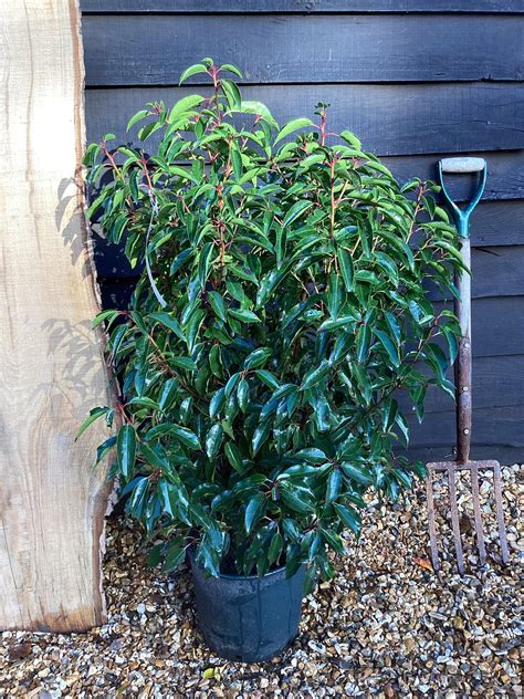 Portuguese Laurel Prunus Lusitanica Angustifolia 100 120cm 20l Arundel Arboretum