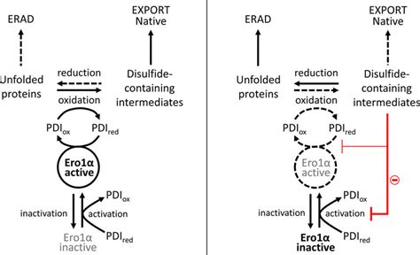 Schematic For The Cross Talk Between Oxidative Protein Folding And